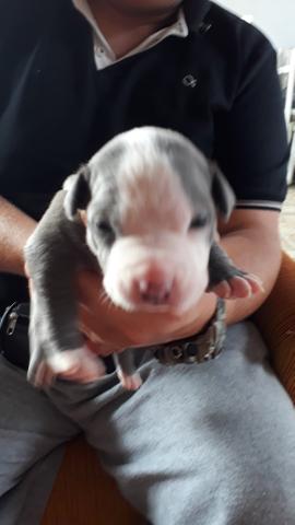 Filhote de American Staffordshire Terrier Blue Nose - Foto 3