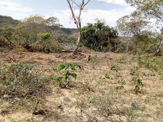 Venda de Fazenda, 650 hectares, Guiratinga - MT - Foto 9