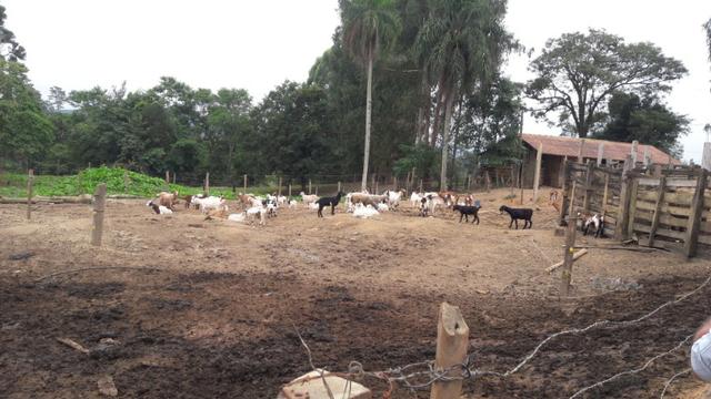Fazenda 85 alqueres - Foto 3