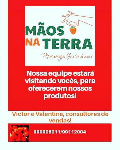 Morangos Congelados