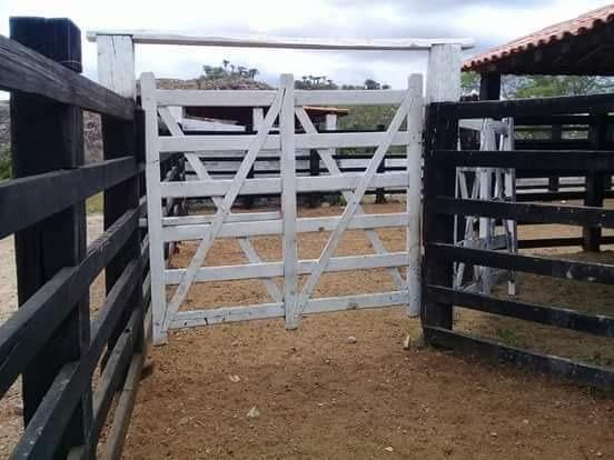 Fazenda de 791 tarefas, com sede nova e curral de ripão coberto com embarcador e balança - Foto 19