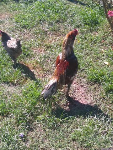Vendo aves - Foto 3