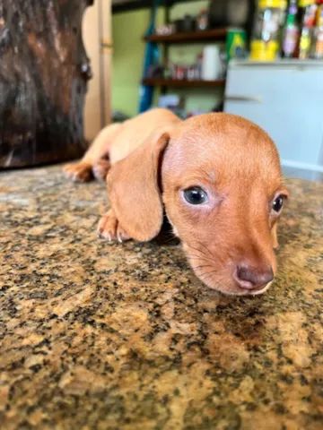 Filhotes Dachshund Conhecidos Por Salsichas / Basset - Foto 6