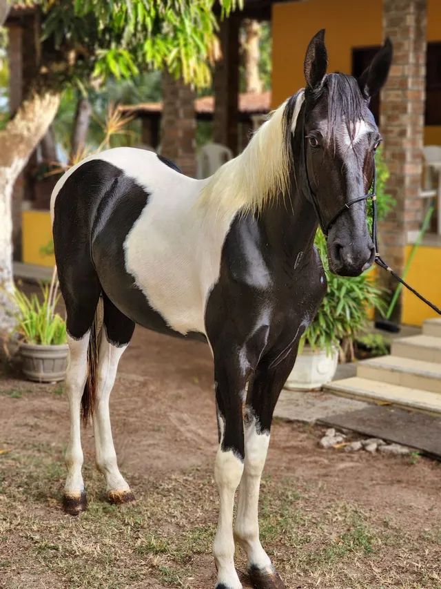 vendo cavalo frente aberta 🥇 【 OFERTAS 】