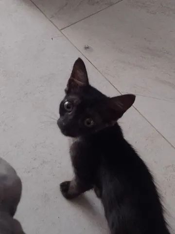 ONG resgata gata que furtava comida e dormia em supermercado do DF