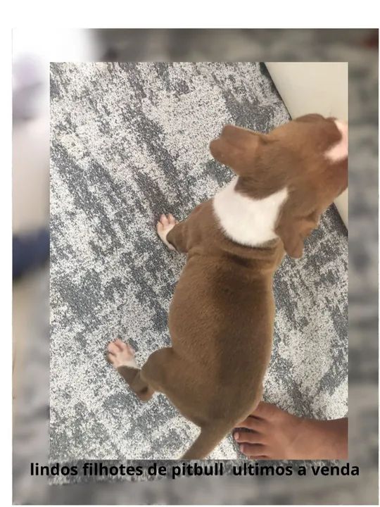 filhotes de pitbull - Foto 3