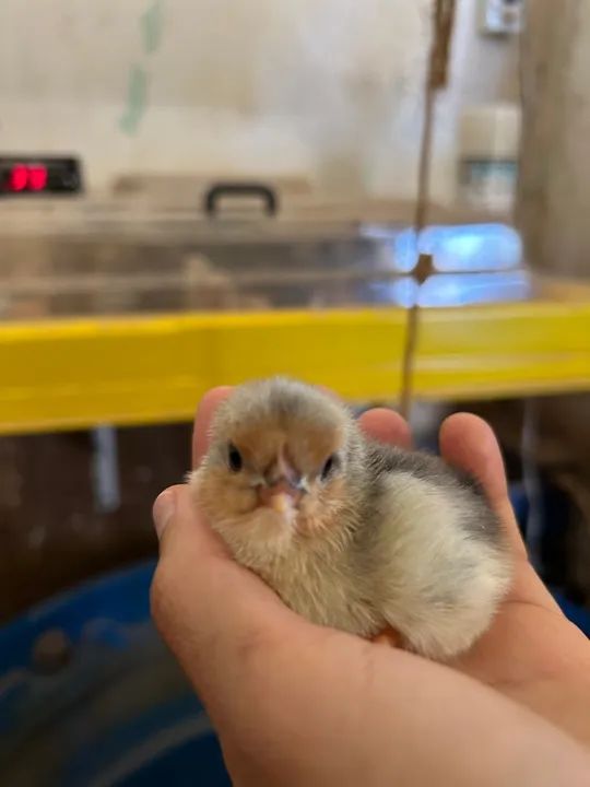 Pintinhos GLC (galinha de linhagem caipira)