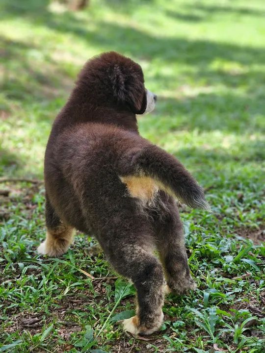 Filhote de Bernese Mountain Dog - Foto 6