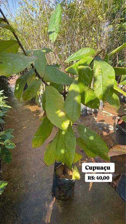Muda de Cupuaçu 