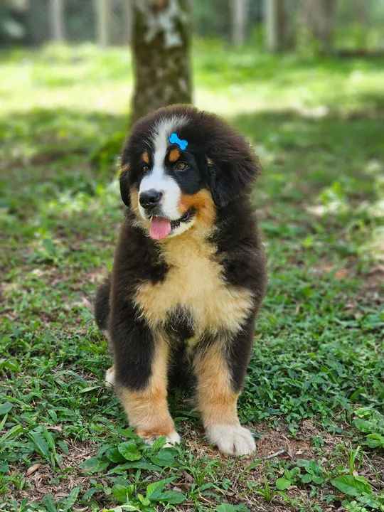 Filhote de Bernese Mountain Dog