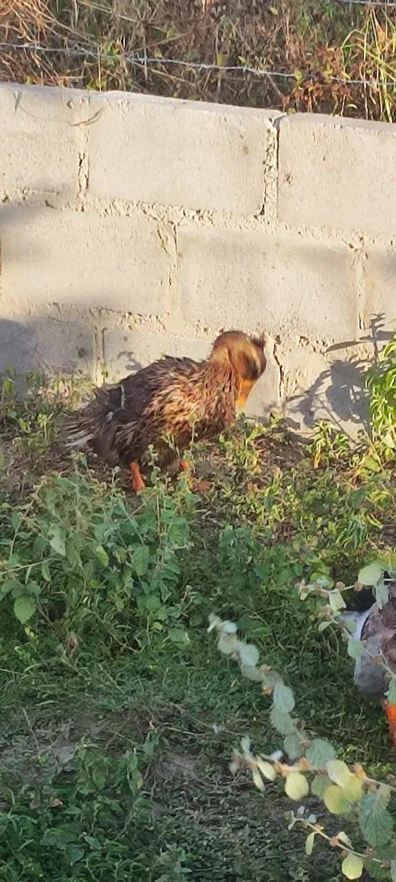 Patinho indiano lindo e saudável - Foto 2