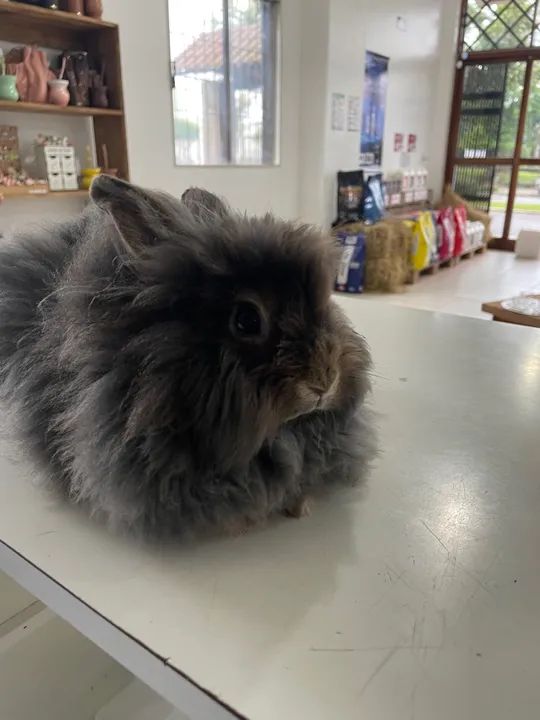 Coelho da raça Lion  - Foto 2