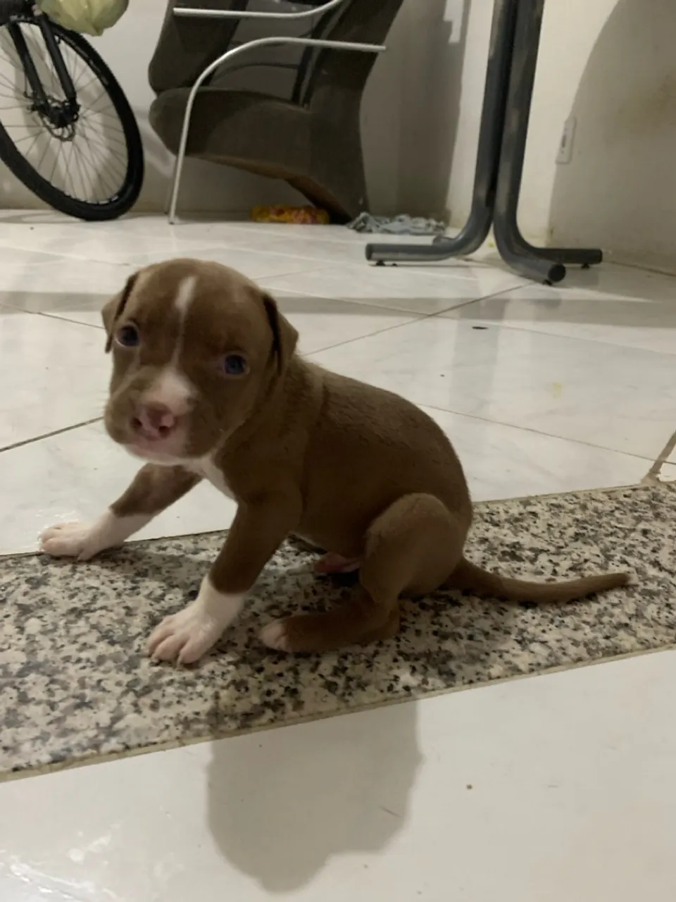 Filhote de Pitbull
