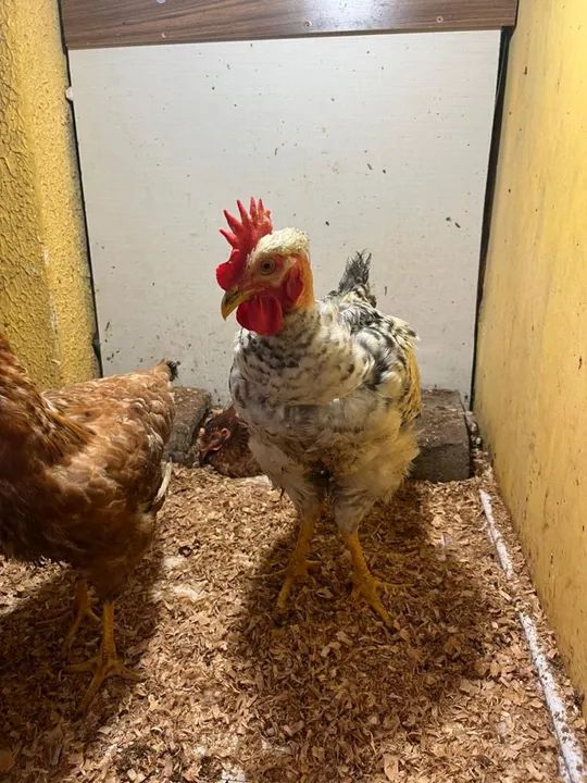 Frangos de raça pura para venda - Foto 3