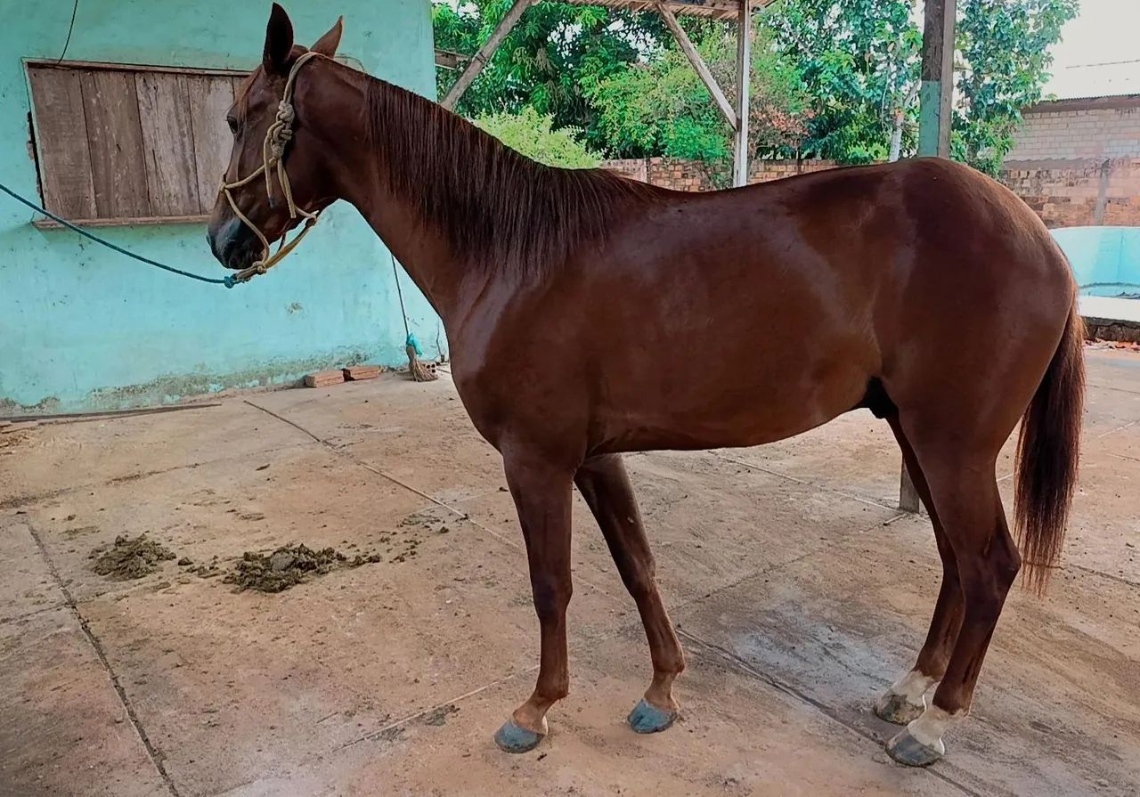 Cavalo quarto de milha/Manga Larga  - Foto 5