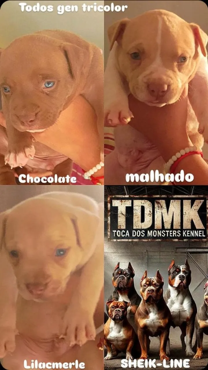 FILHOTES DE PITMONSTER