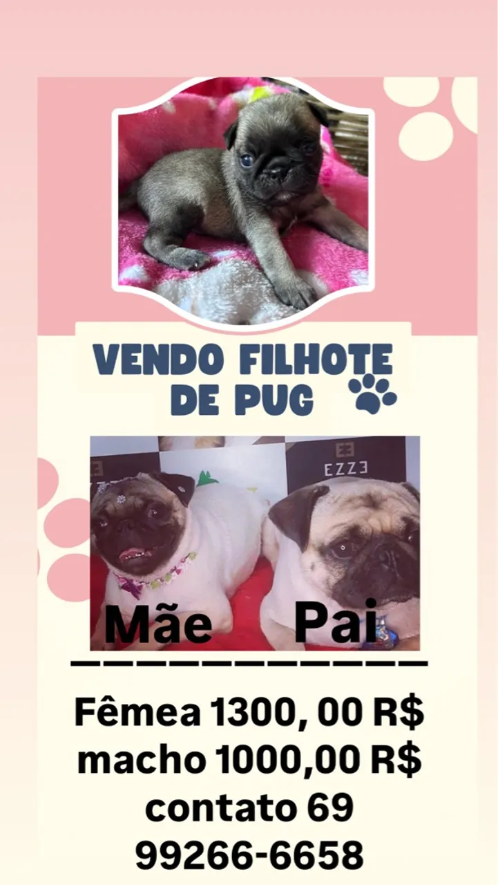 Filhotes de Pug à venda