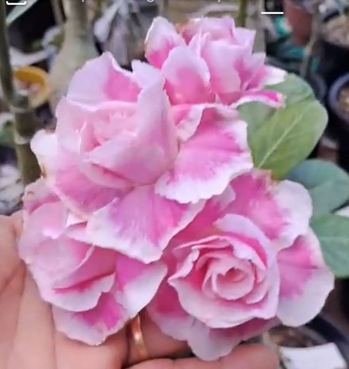 Rosa do deserto  - Foto 3