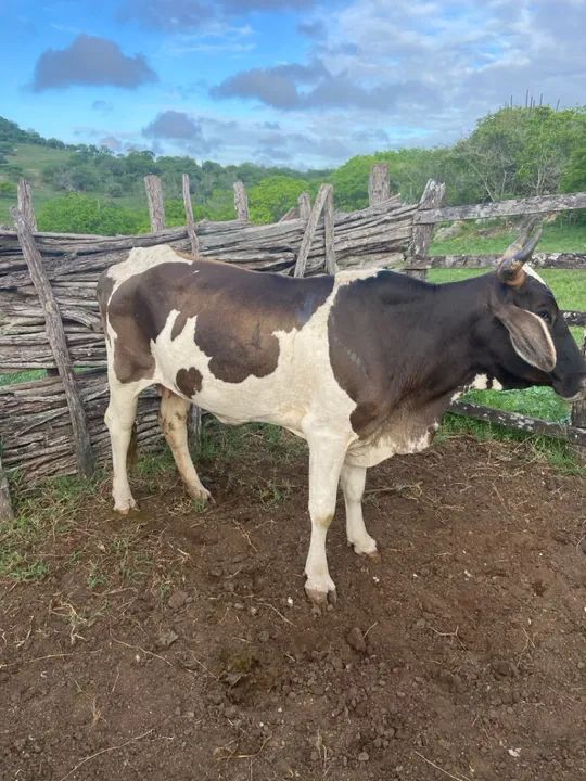 Vaca leiteira - Produção de 6L/ média - Foto 5