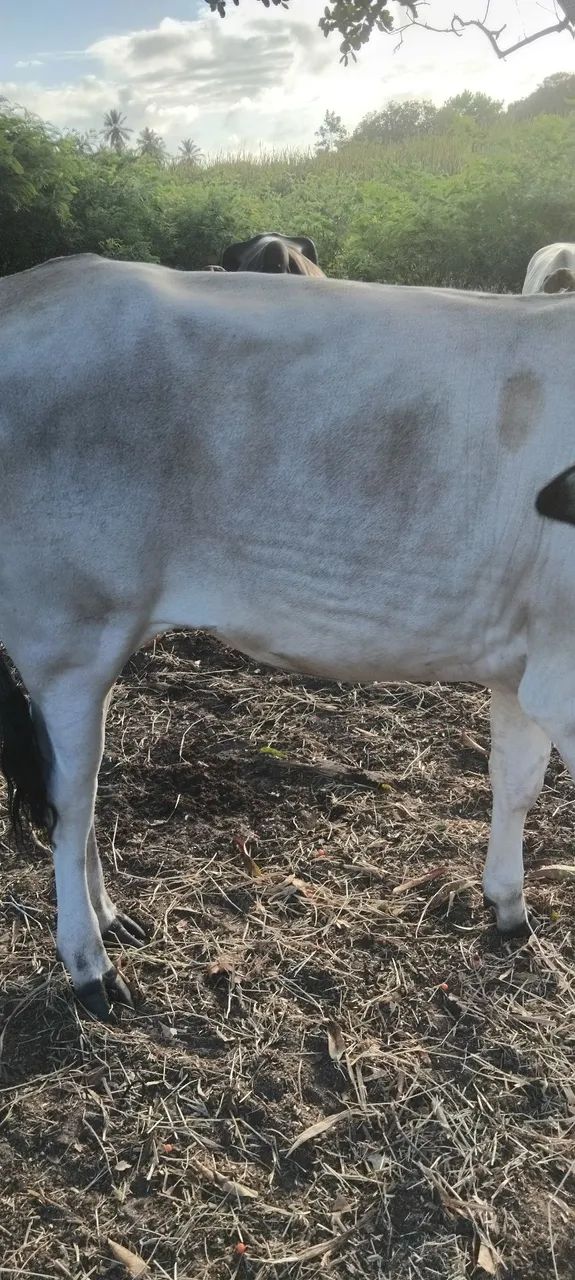 Vendo uma linda novilha - Foto 5