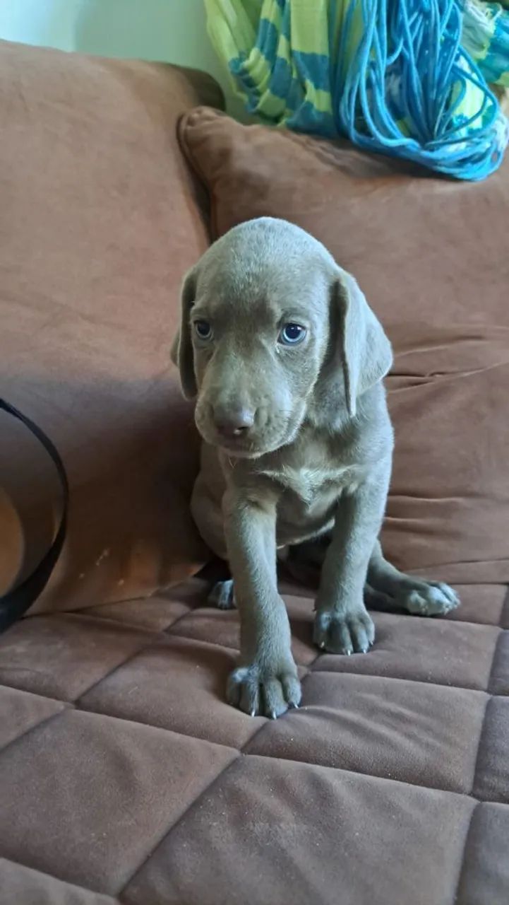 Filhote Weimaraner - Foto 2