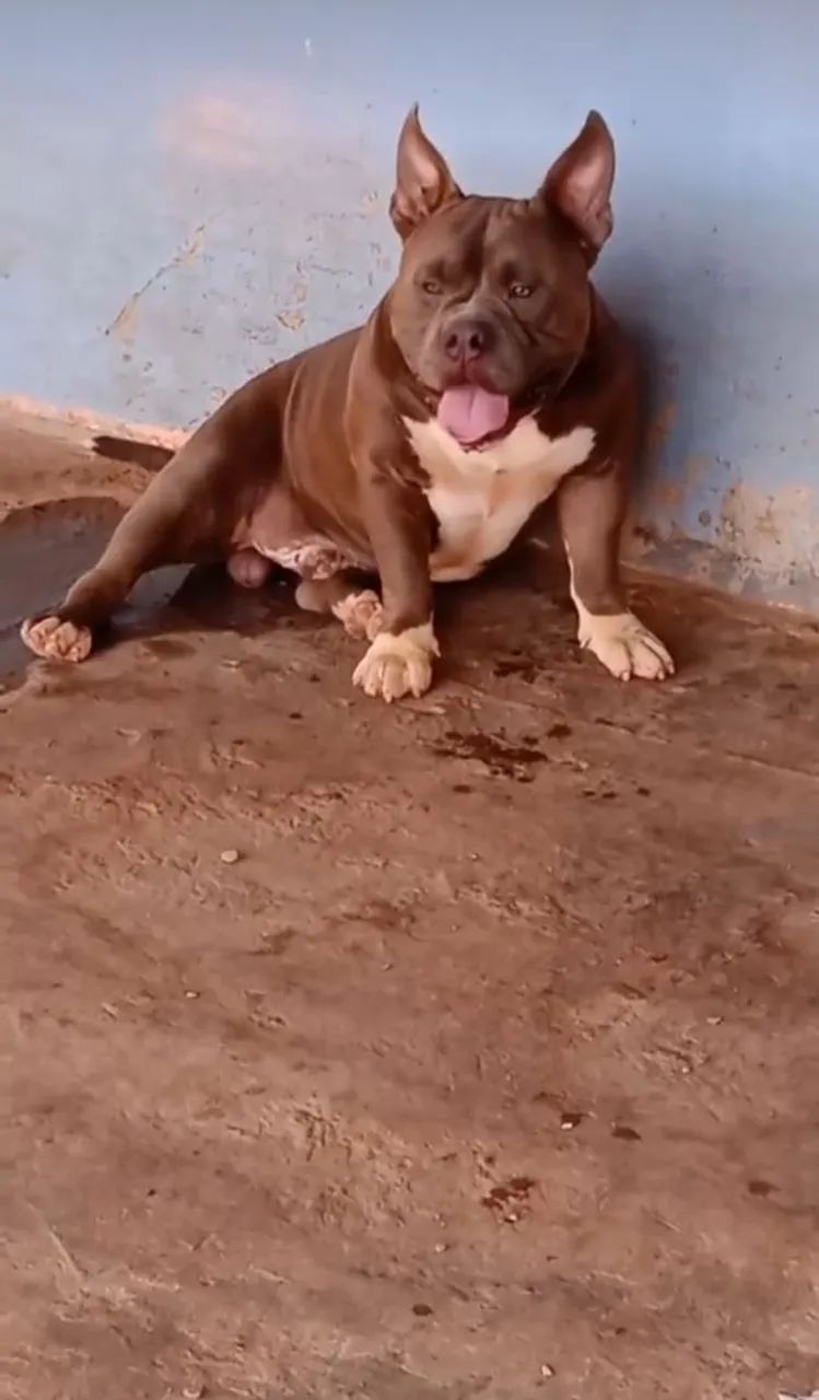 Disponível para cobertura pego em filhotes ou dinheiro pedigree Ibc 