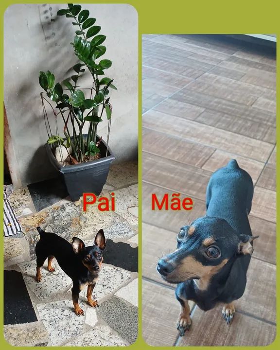  Vendo Filhote de Pinscher - Foto 5
