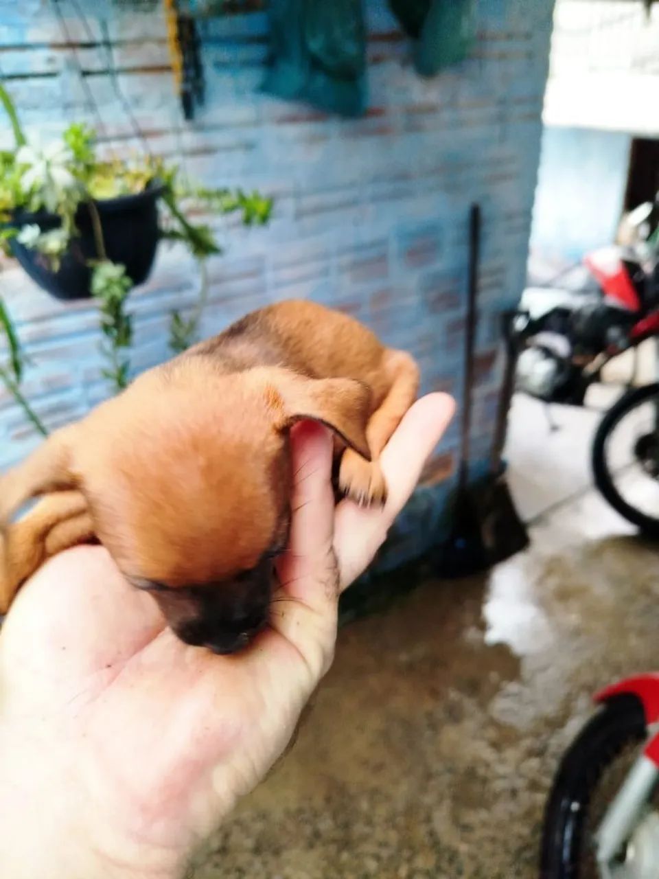 Filhote de Pinscher femeas - Foto 5