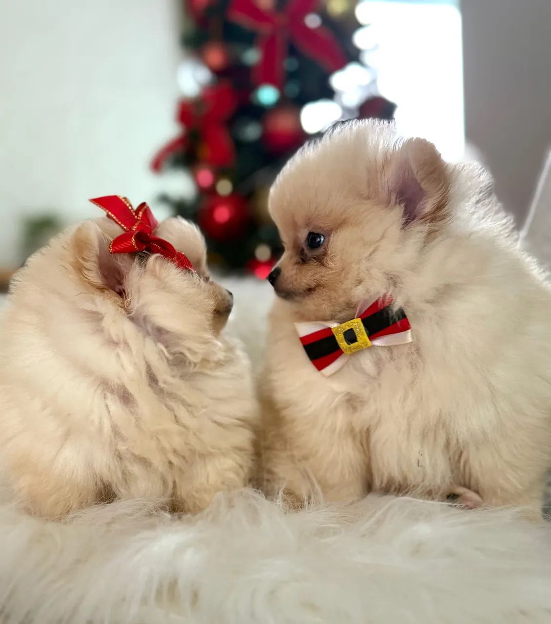 Filhotes de Spitz alemão  - Foto 6