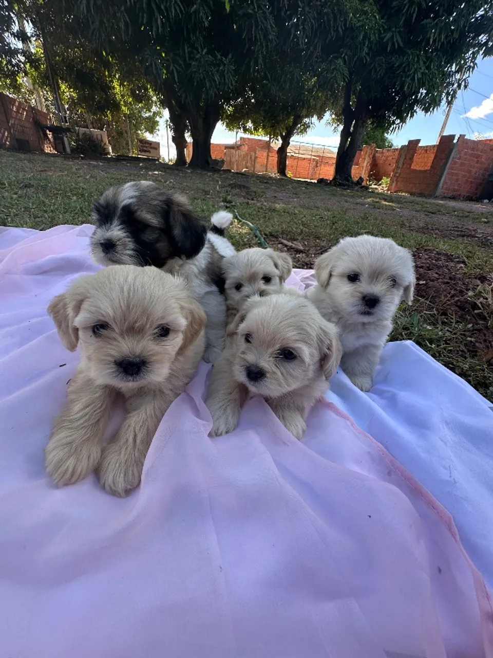 Cachorro lhasa misturado com shihtzu apenas machos