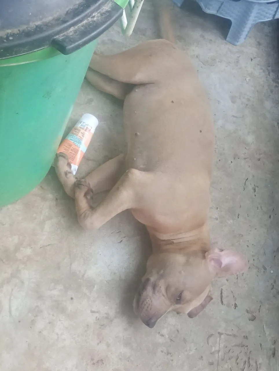 Filhote de Pit Monster disponível para venda
