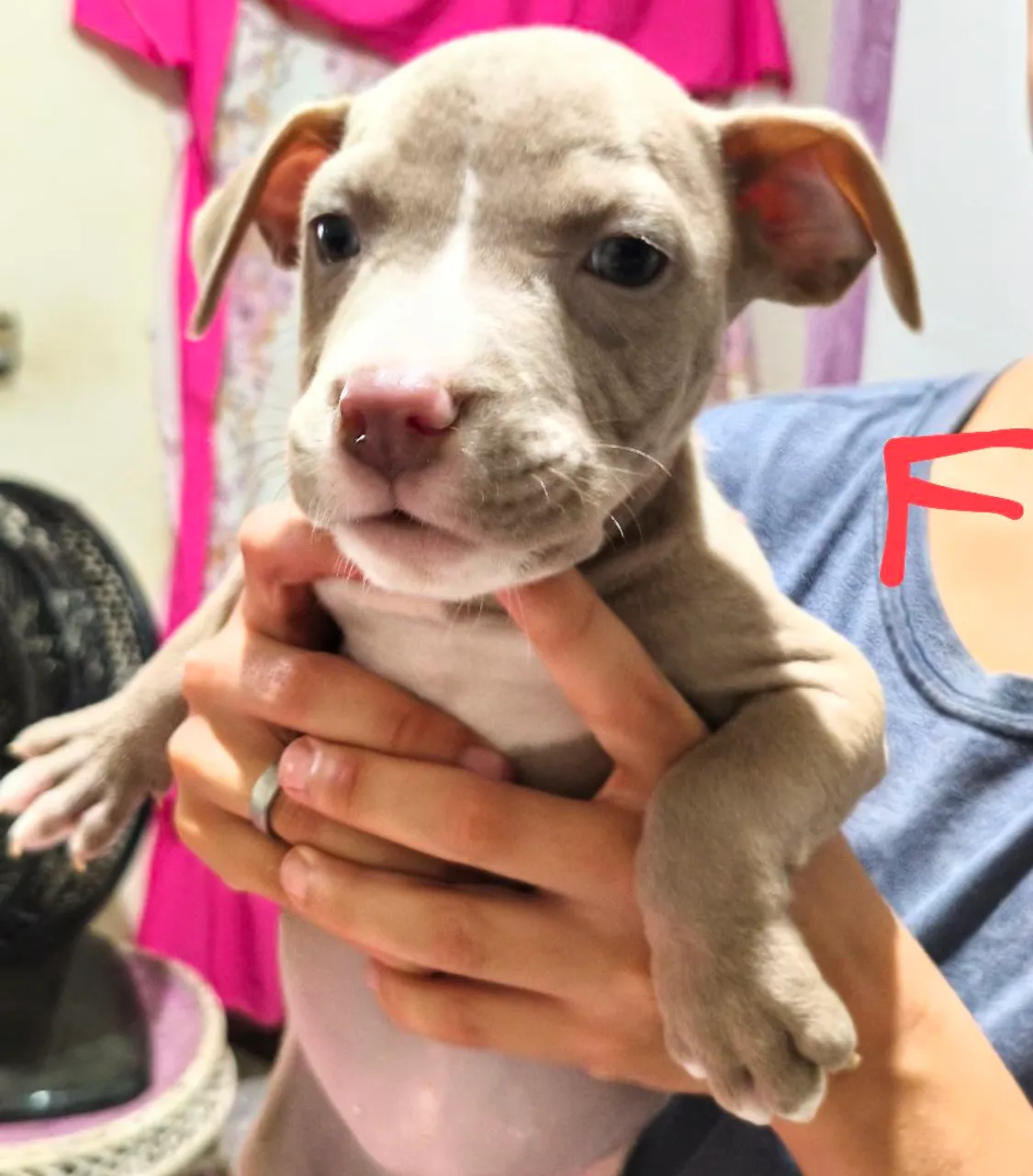 Lindos filhotes de Pit Bull todos puros fortes e saudáveis só resta 6 disponível