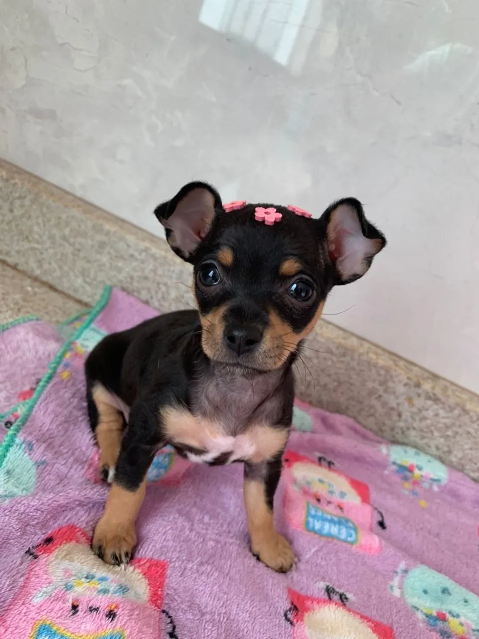 Pinscher zero fêmea filhote linda 