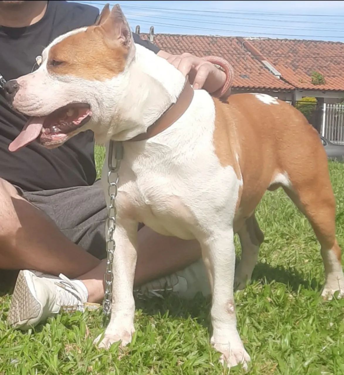 Pitbull América filhotes 