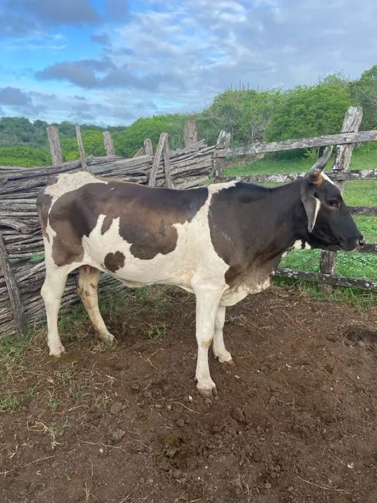Vaca leiteira - Produção de 6L/ média - Foto 4