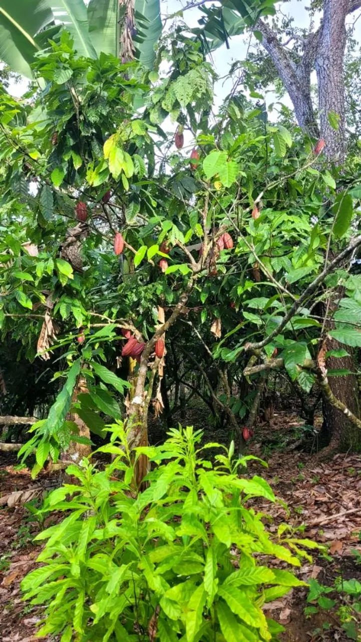 Vendo excelente sítio em Valença Bahia  - Foto 5