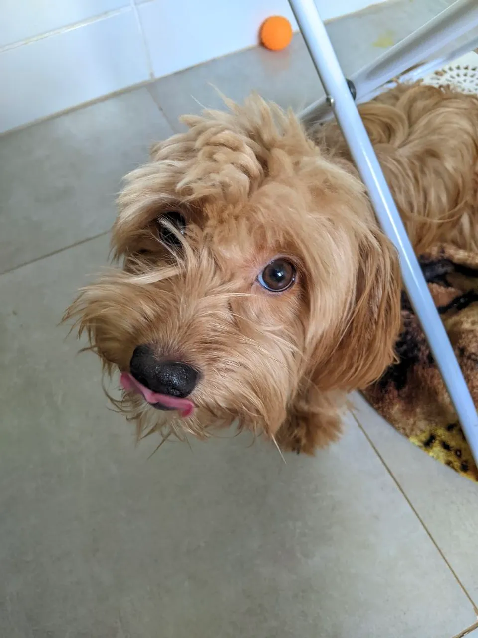 Cachorro adorável - Procuro um novo lar