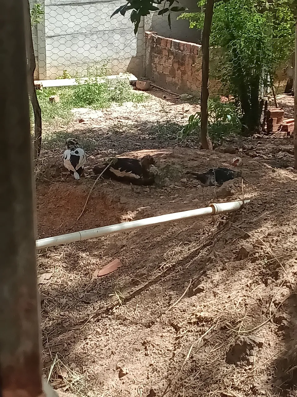 Patos
