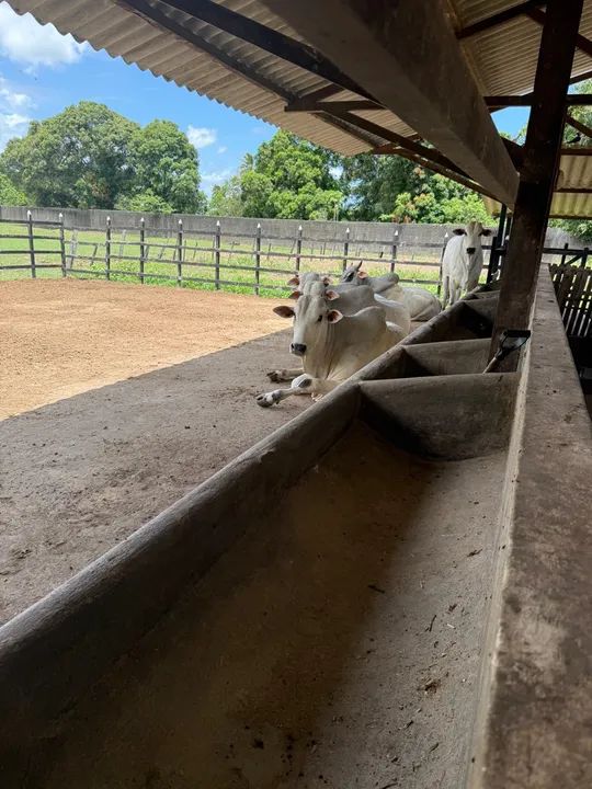 Gado Nelore para venda  - Foto 3