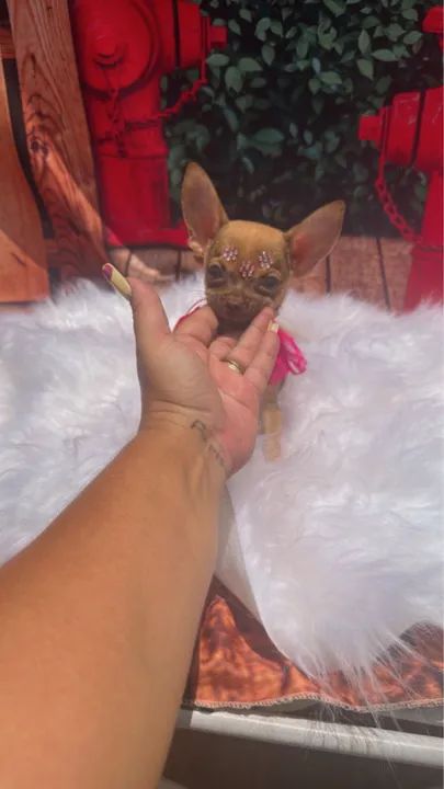 Chihuahua filhote fêmea dourada olhos verdes