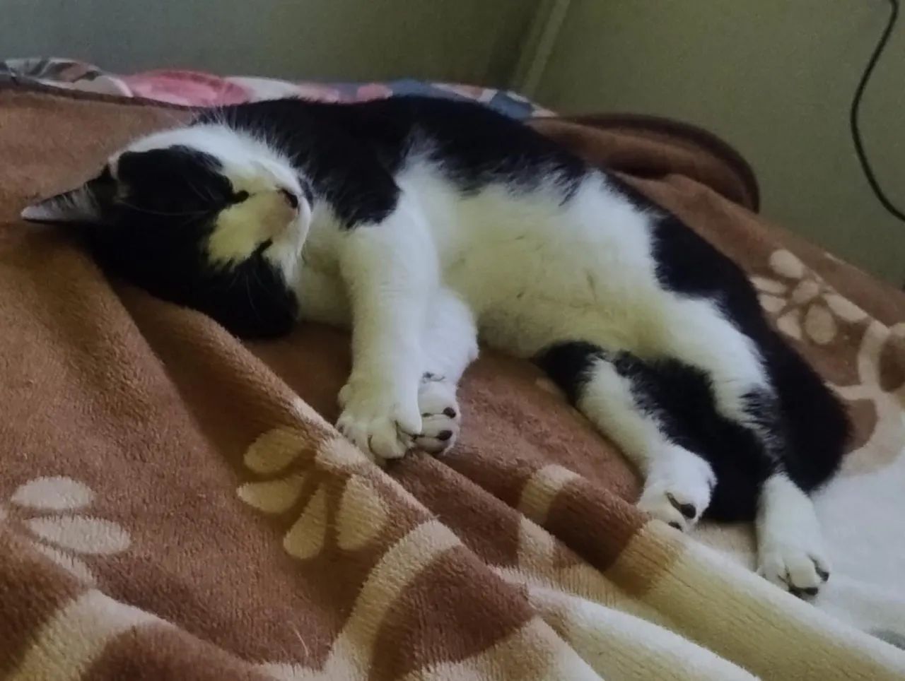 Doação de gato  - Foto 6