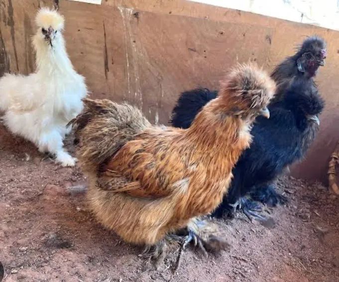 Frangos e frangas sedosa várias cores. 