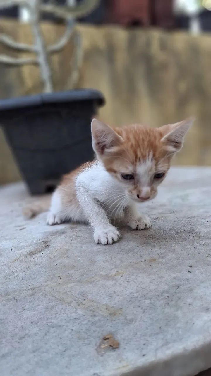 Gata para doação amarela64298692544898123