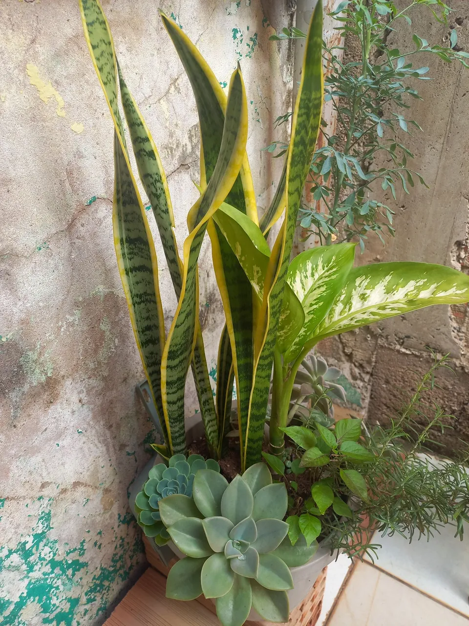 Conjunto de Plantas para Decoração