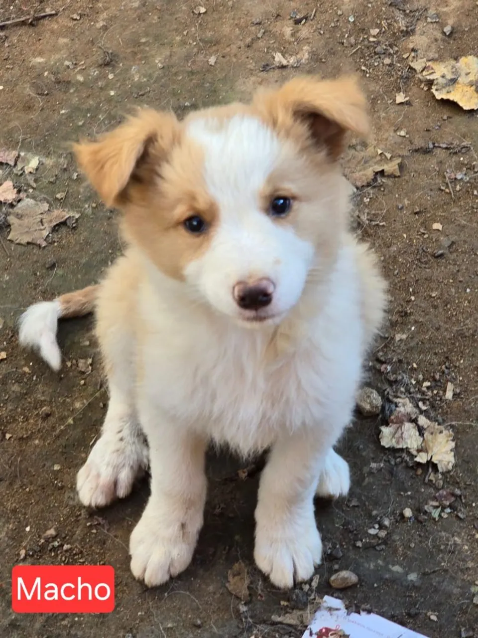 Filhotes de Border Collie