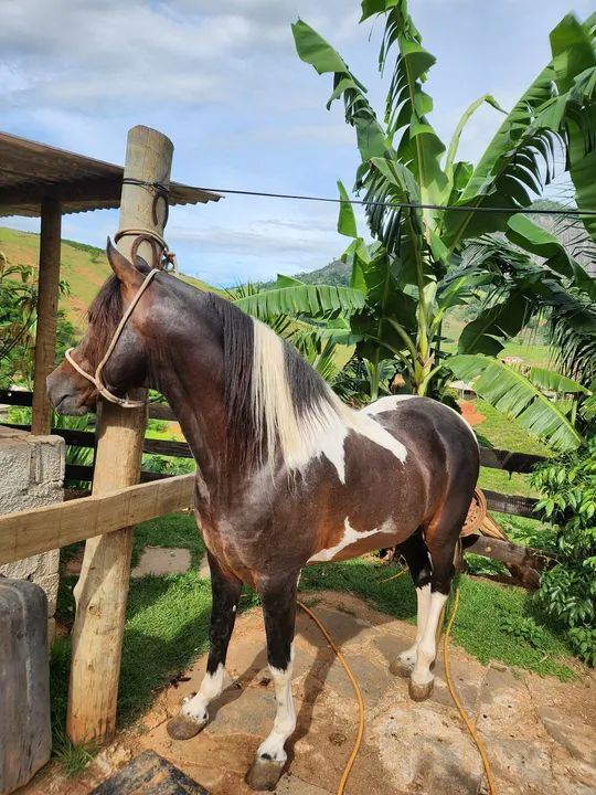 Potro mangalarga pampa de preto - Foto 3