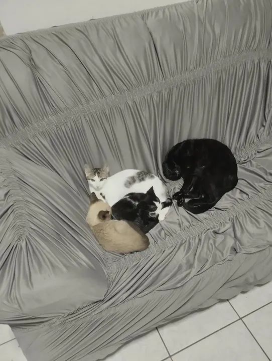 Doa-se gatos  - Foto 6