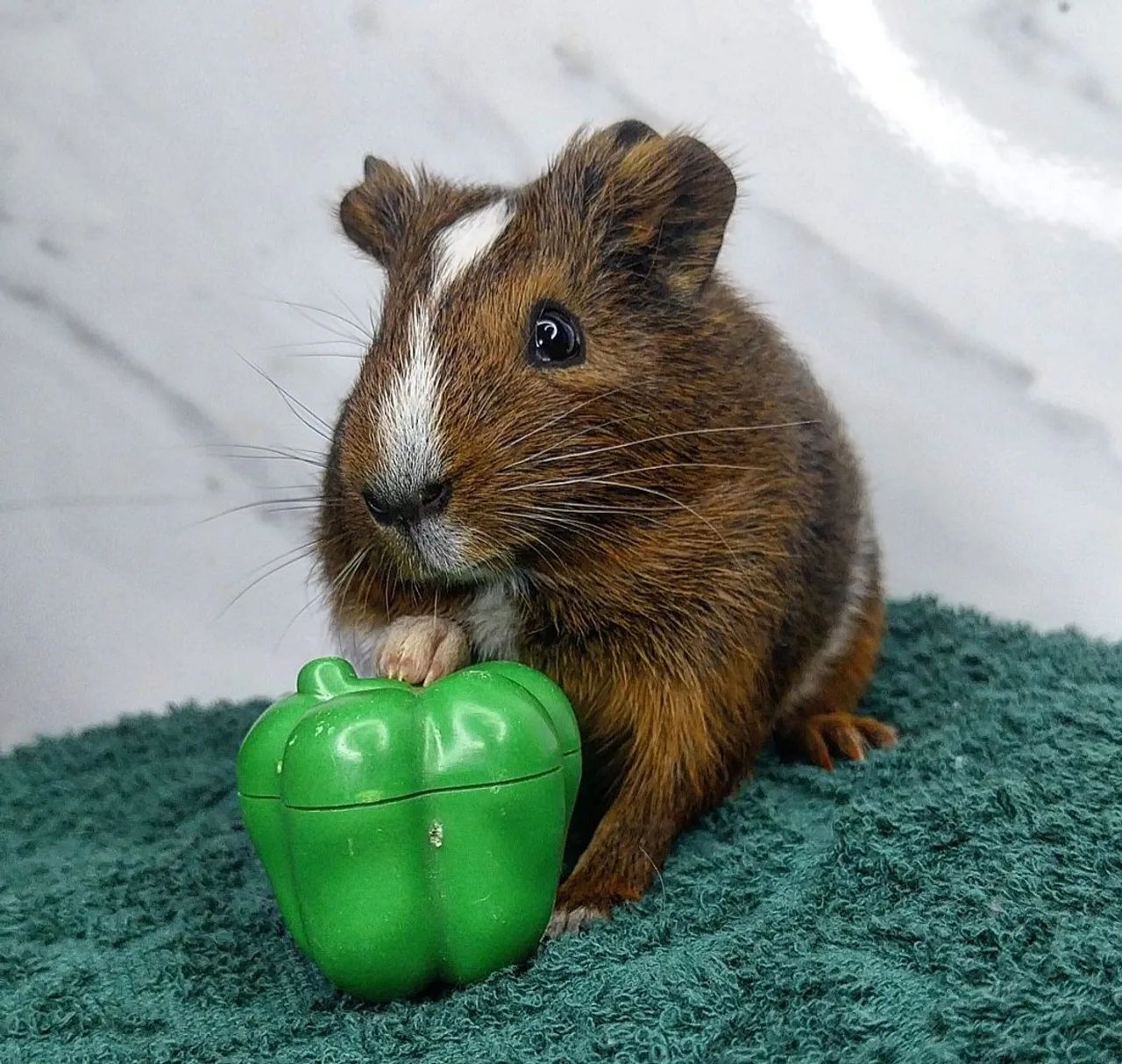 Porquinho fofinho - Foto 4