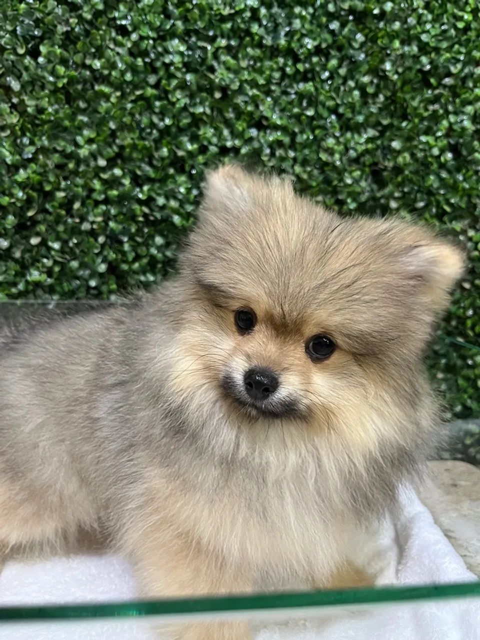 Spitz alemão Lulu da Pomerania