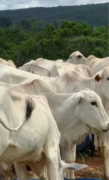 Venda de gado nelore - Foto 5